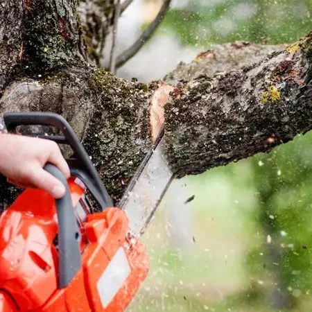 Elagage Une personne utilise une tronçonneuse pour couper une branche d'arbre.