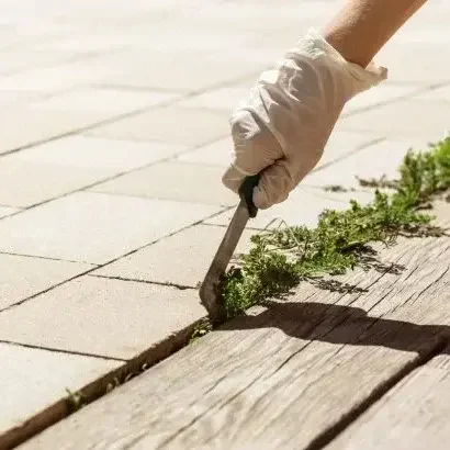 desherbage Main d’un jardinier en train de désherber les joints de dalles avec un outil.