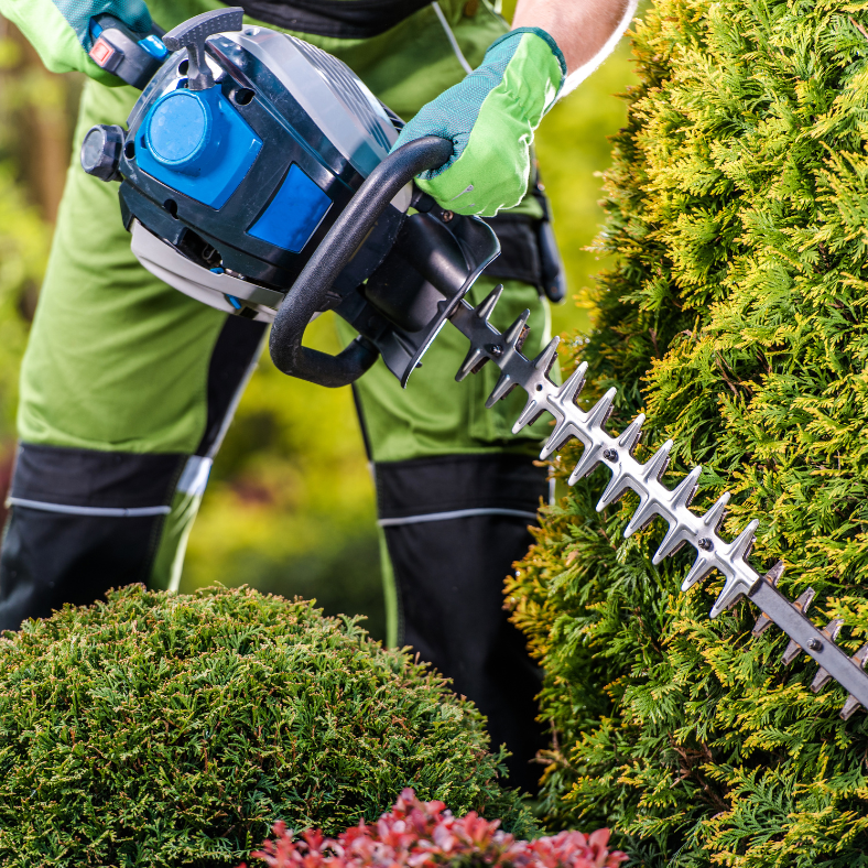 Taille haie Taille haie en action sur une haie verte bien entretenue.