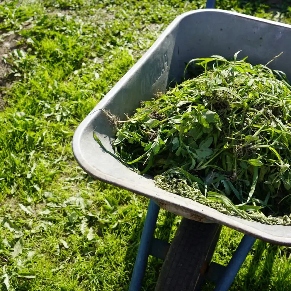 evacuation des dechets Une brouette remplie d'herbe fraîche sur un sol herbeux. évacuation des déchets après le nettoyage du jardin